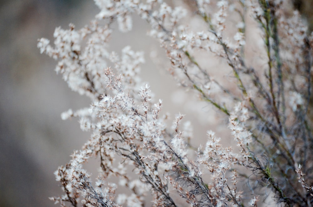 selective focus photography of white cluster flowers