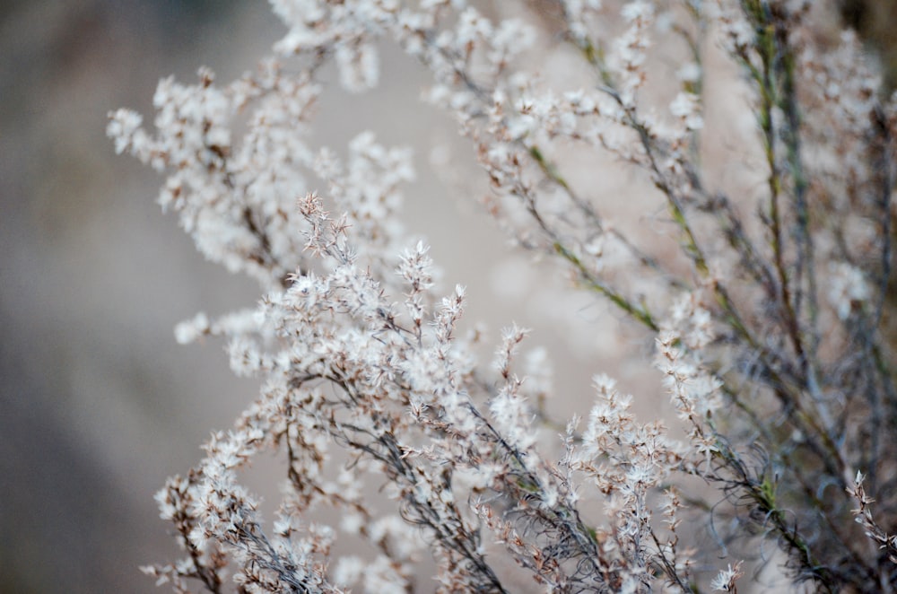 Photographie sélective de fleurs blanches en grappe