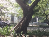 A large, twisted tree trunk stands in the foreground surrounded by lush green foliage and smaller plants. In the background, a modern urban setting is visible with glass buildings and a road. A car and pedestrians are also present, suggesting a city environment with natural elements integrated.