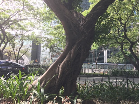 A large, twisted tree trunk stands in the foreground surrounded by lush green foliage and smaller plants. In the background, a modern urban setting is visible with glass buildings and a road. A car and pedestrians are also present, suggesting a city environment with natural elements integrated.