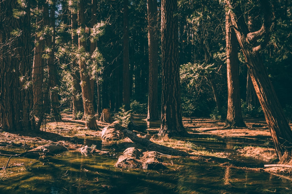 specchio d'acqua in mezzo alla foresta durante il giorno