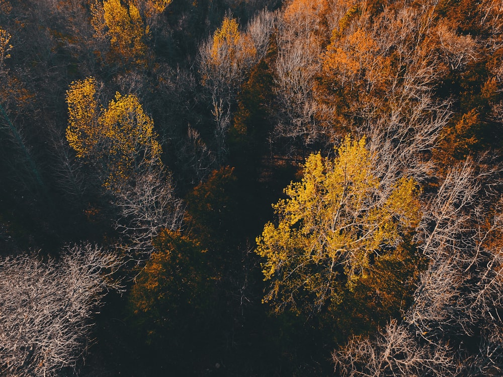 Bosque verde y marrón