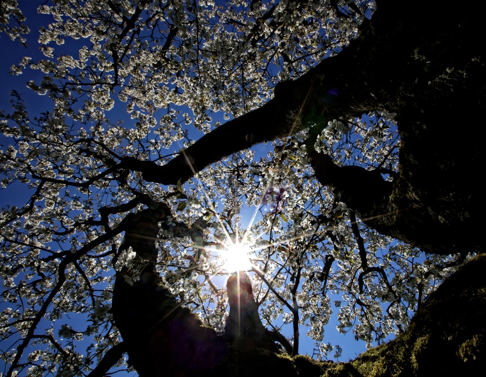 sun rays passing through white flowering tree