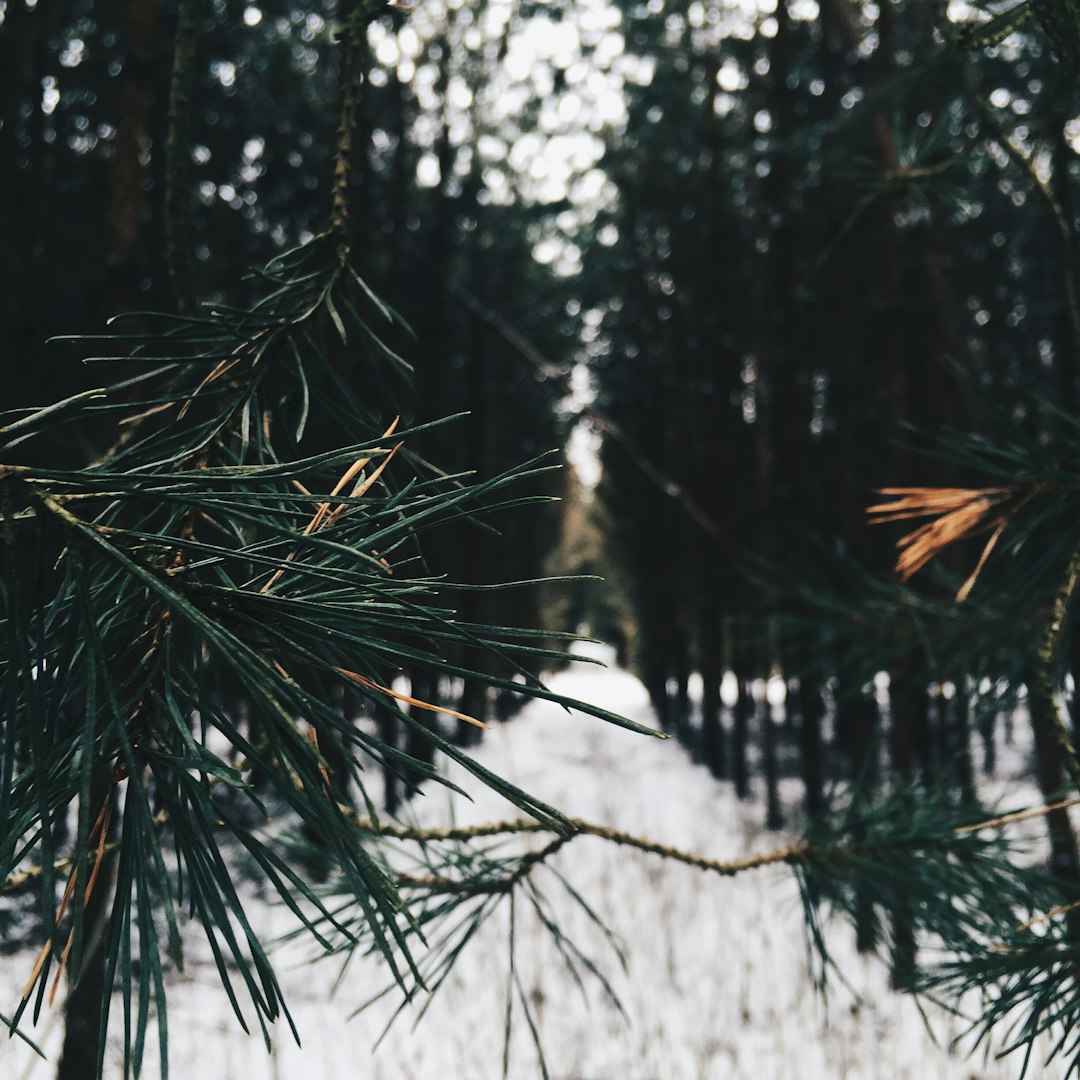 selective focus photography of tree