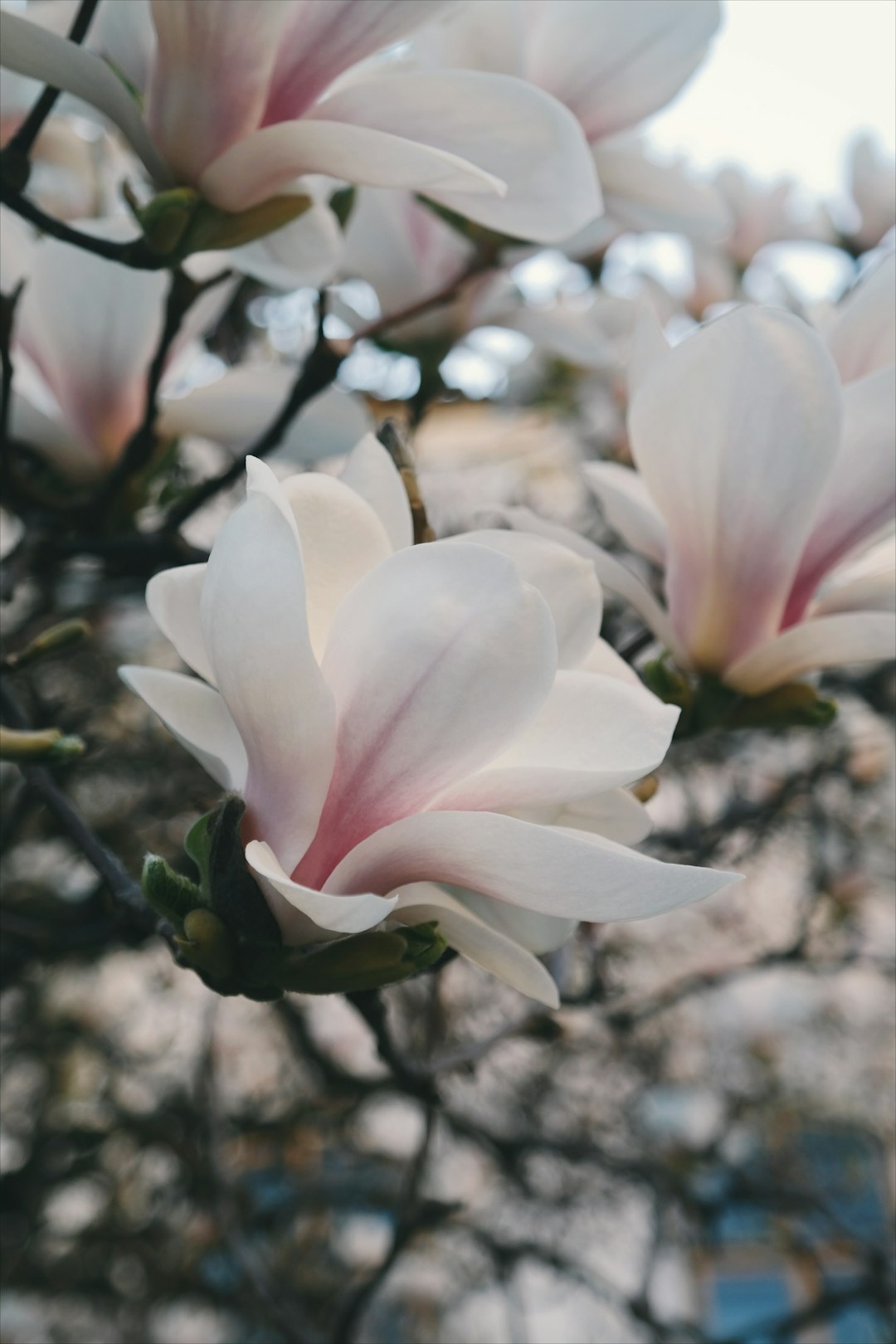 A macro shot of petals on white flowers.