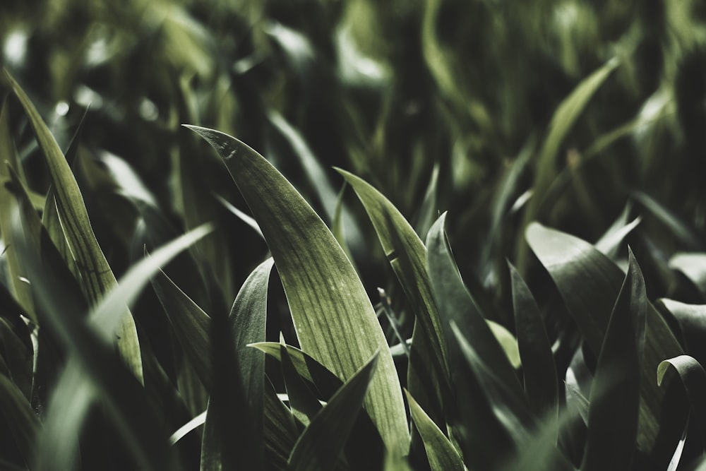 fotografia de closeup da planta da folha verde