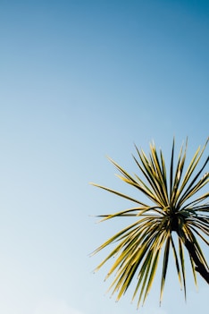close-up photo of green leaf plant under blue sky
