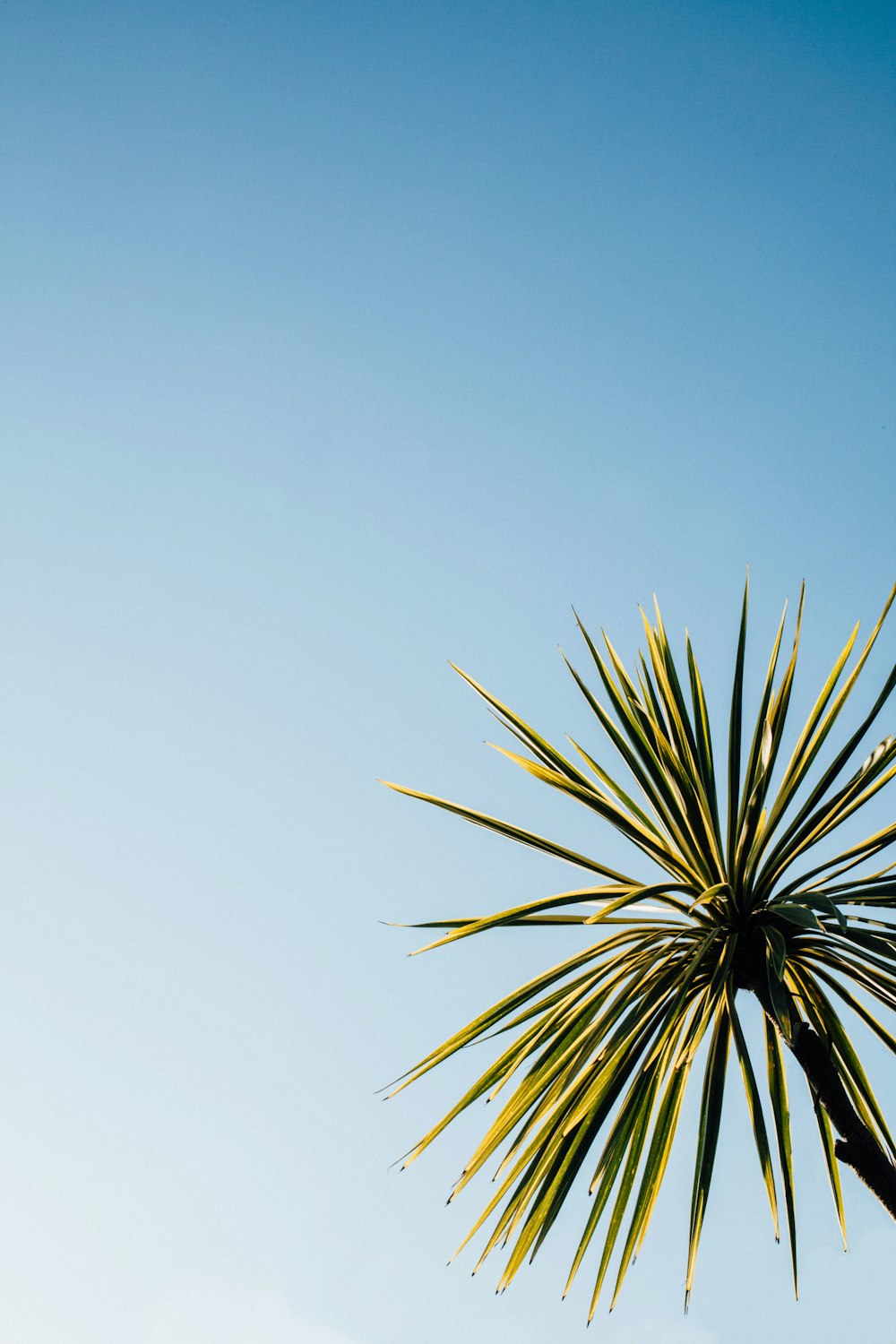 photo en gros plan d’une plante à feuilles vertes sous le ciel bleu