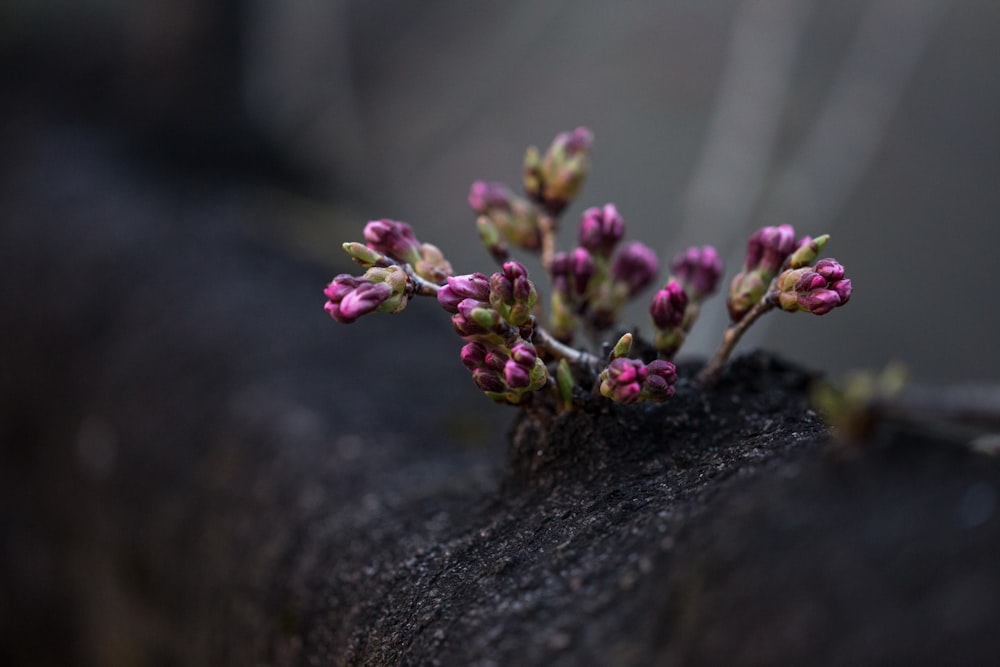 Photographie d’objectif à décalage d’inclinaison de Flowefrs rose