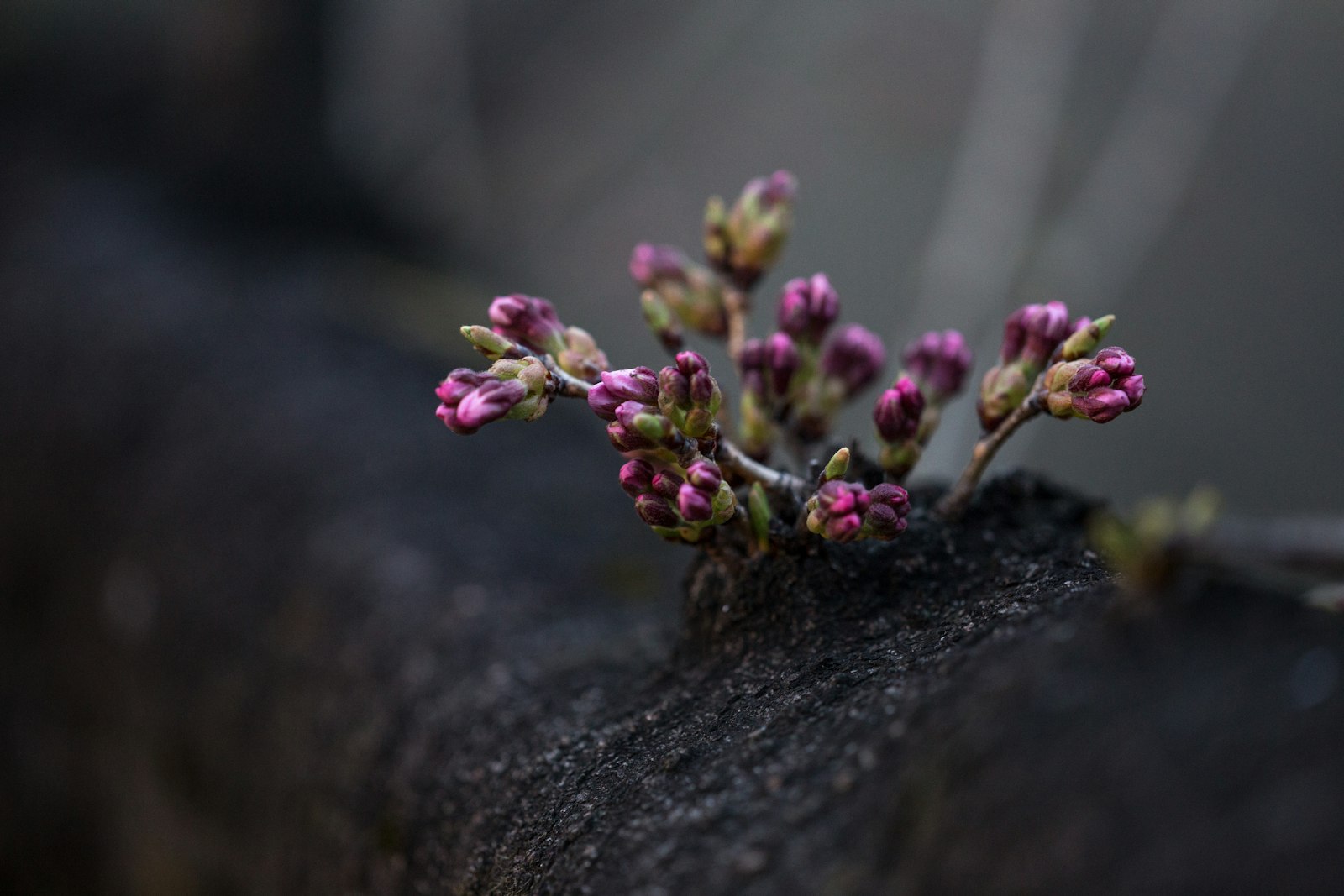 ZEISS Apo Sonnar T* 135mm F2 sample photo. Tilt shift lens photography photography