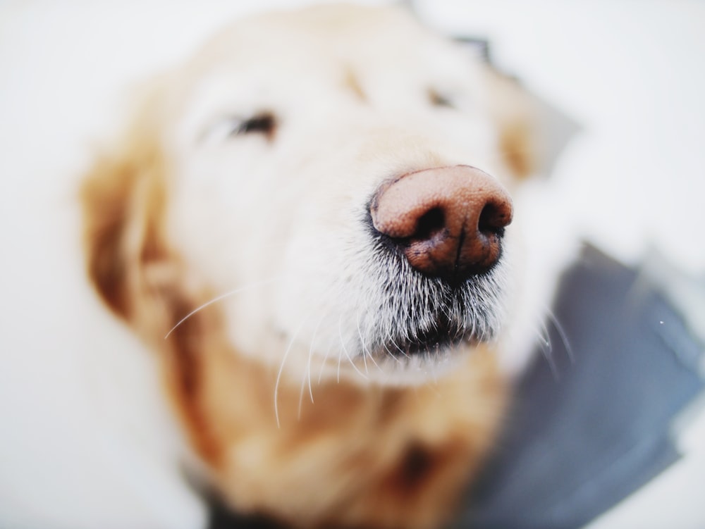 photo de mise au point sélective de bronzage et de nez de chien blanc