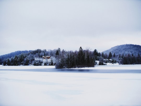 green trees in Bancroft Canada