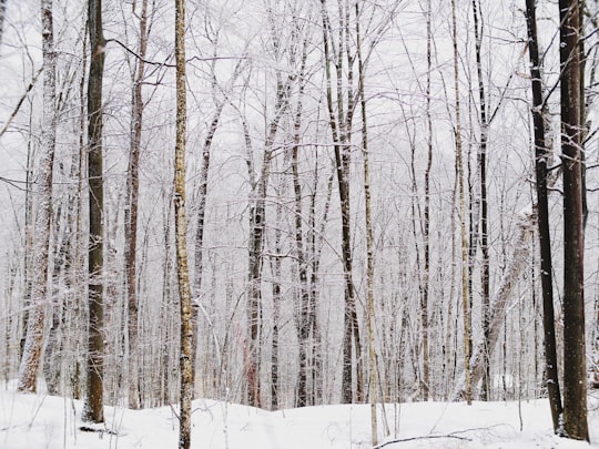 bare trees and field covred with snow in Bancroft Canada