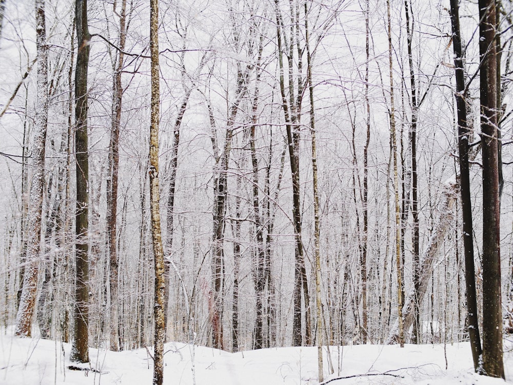 Arbres dénudés et champ recouvert de neige