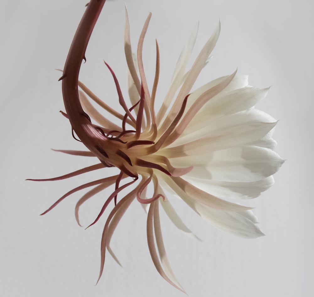 white and brown flower