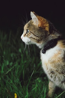 calico cat standing on grass field