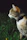 calico cat standing on grass field