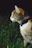 calico cat standing on grass field