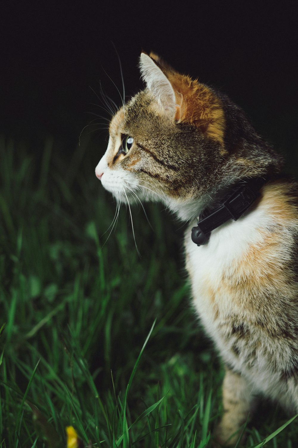 gato calico em pé no campo de grama