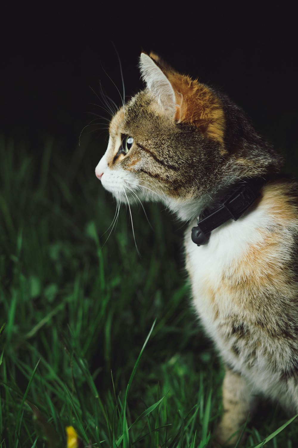 chat calicot debout sur le champ d’herbe