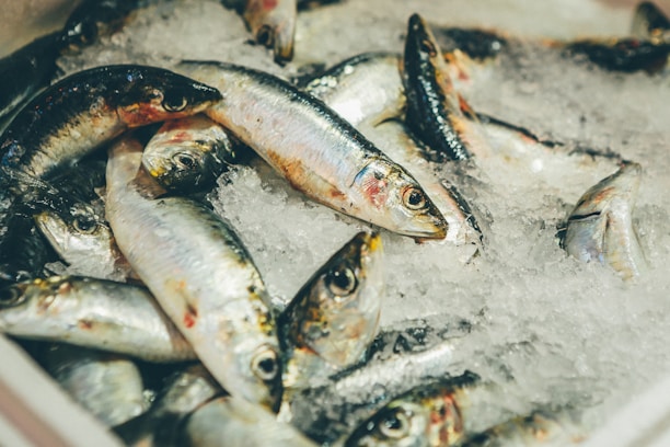 A pile of fresh sardines resting on a bed of crushed ice. The fish are silver with hints of blue and are positioned in various angles, showcasing their shiny scales and vivid eyes. The ice pieces are irregular, creating a textured background that contrasts with the sleek fish.