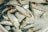 A pile of fresh sardines resting on a bed of crushed ice. The fish are silver with hints of blue and are positioned in various angles, showcasing their shiny scales and vivid eyes. The ice pieces are irregular, creating a textured background that contrasts with the sleek fish.