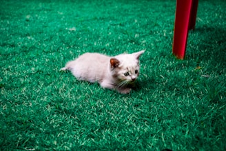 A playful kitten chasing a feather toy with bright green grass in the background.
