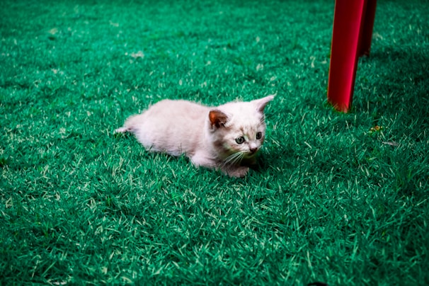 A playful kitten chasing a feather toy with bright green grass in the background.