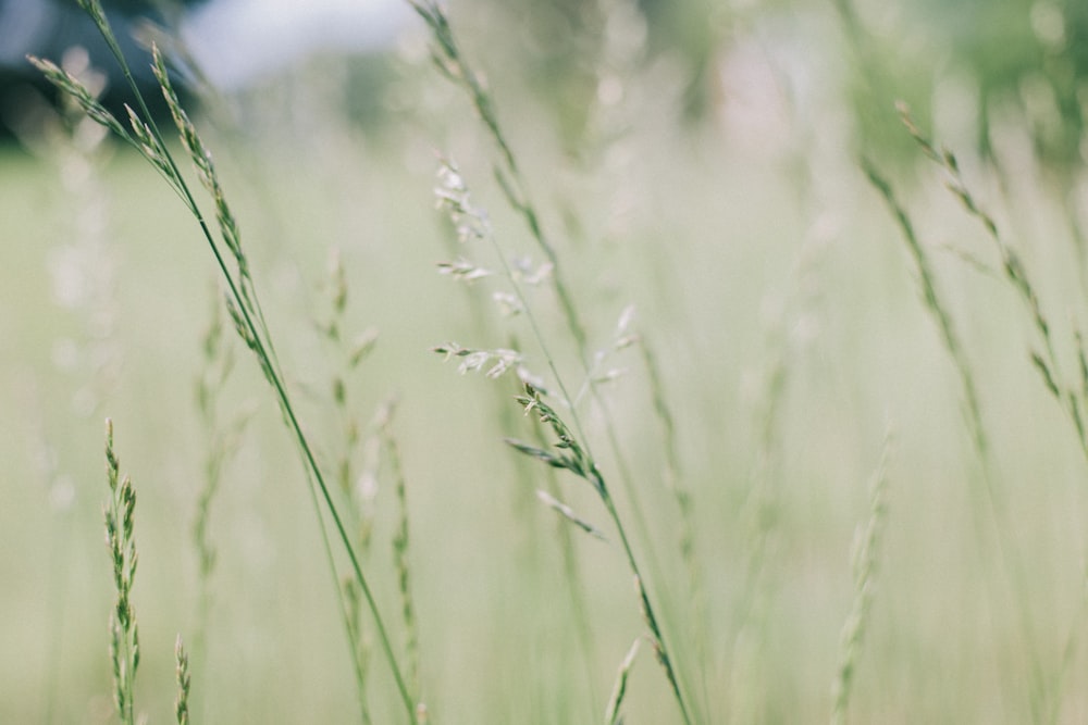 selective focus photography of green leaf plants