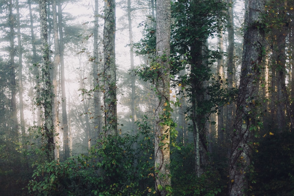 Arbres verts de la forêt