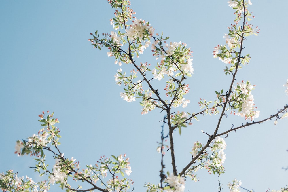 foto de baixo ângulo de flores brancas pétalas em flor