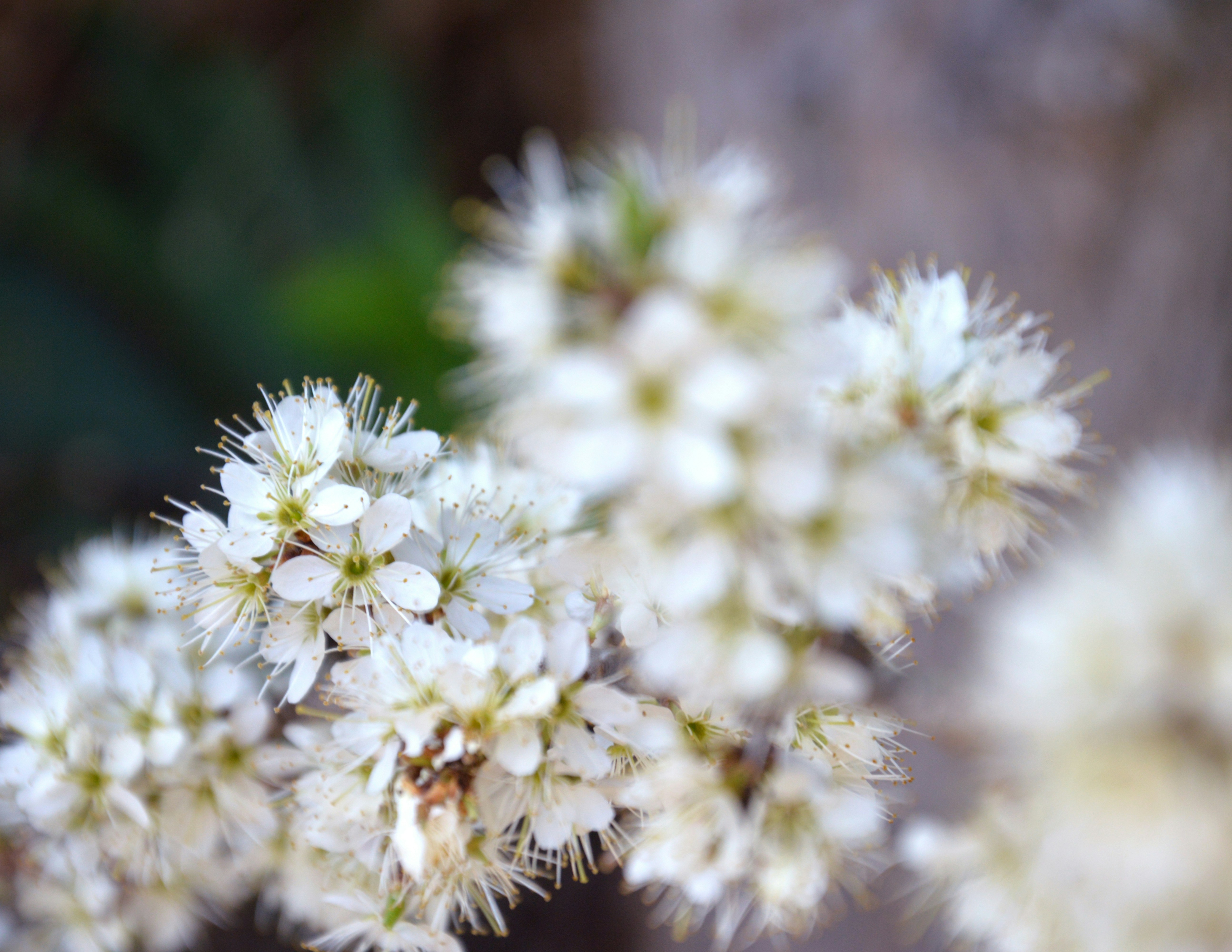 Free Unsplash photo from virginia lackinger
