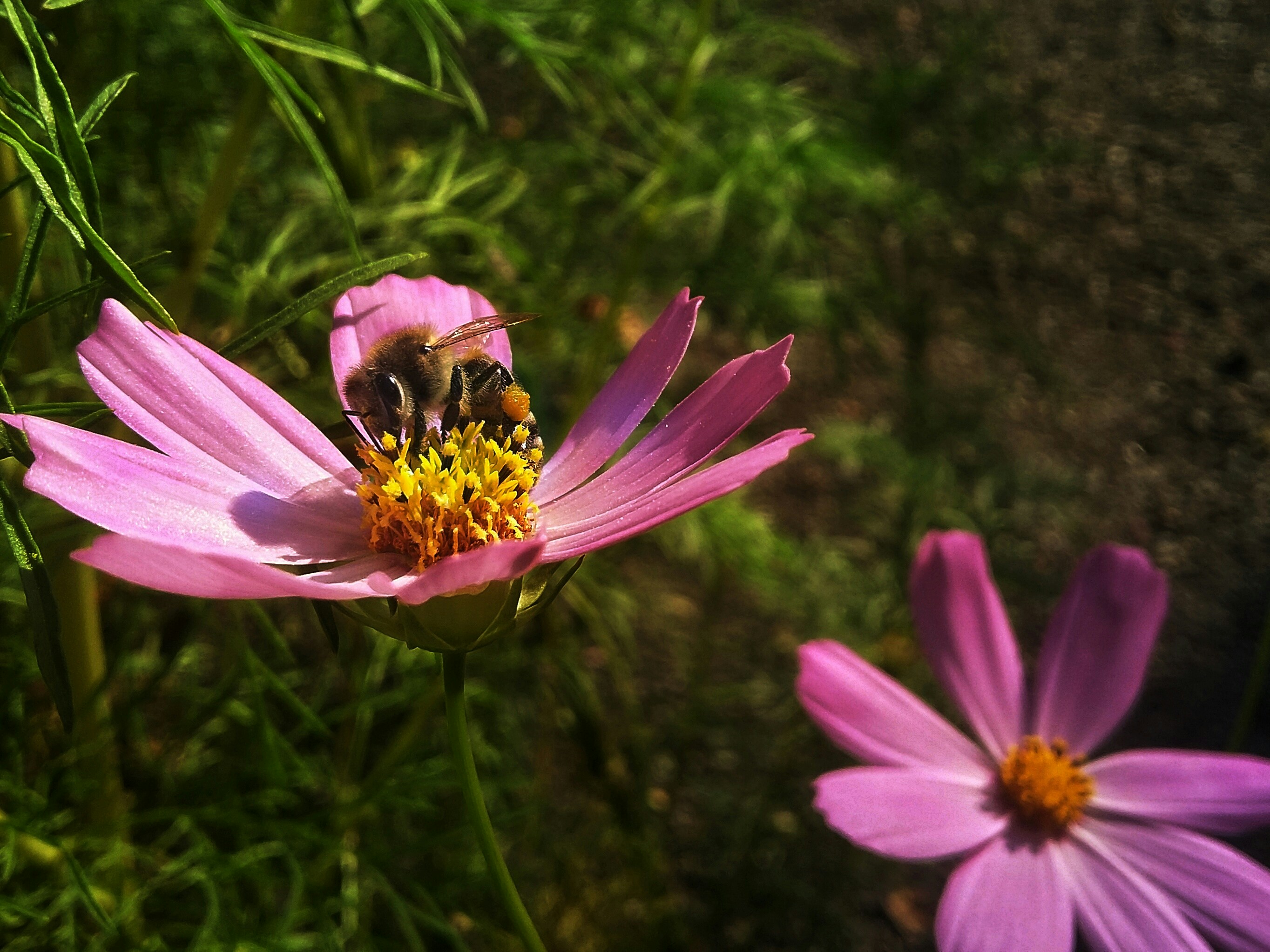 Free Unsplash photo from Irene Zay