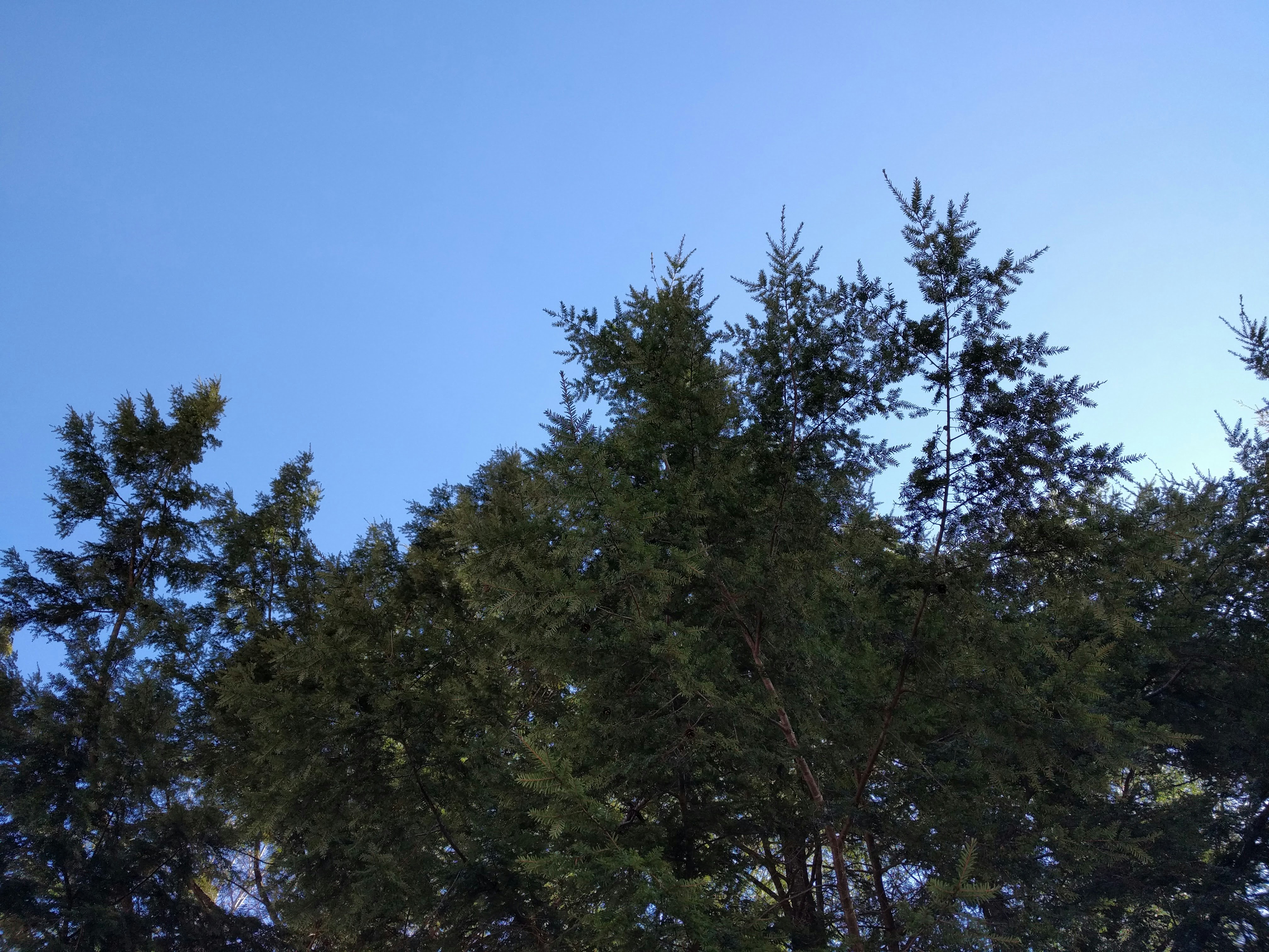 Free Unsplash photo from josh pimental