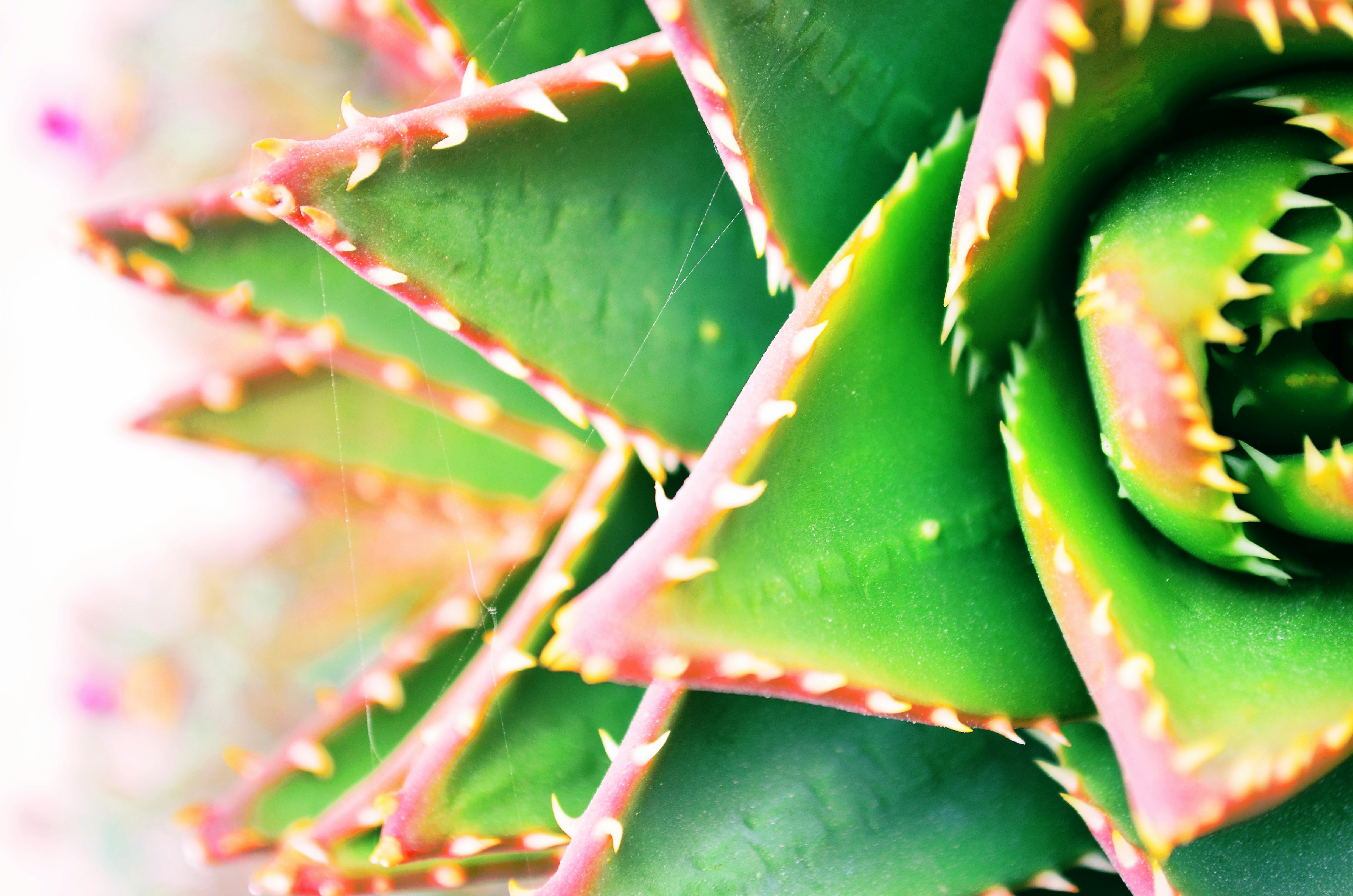 Free Unsplash photo from Rosina Henninger