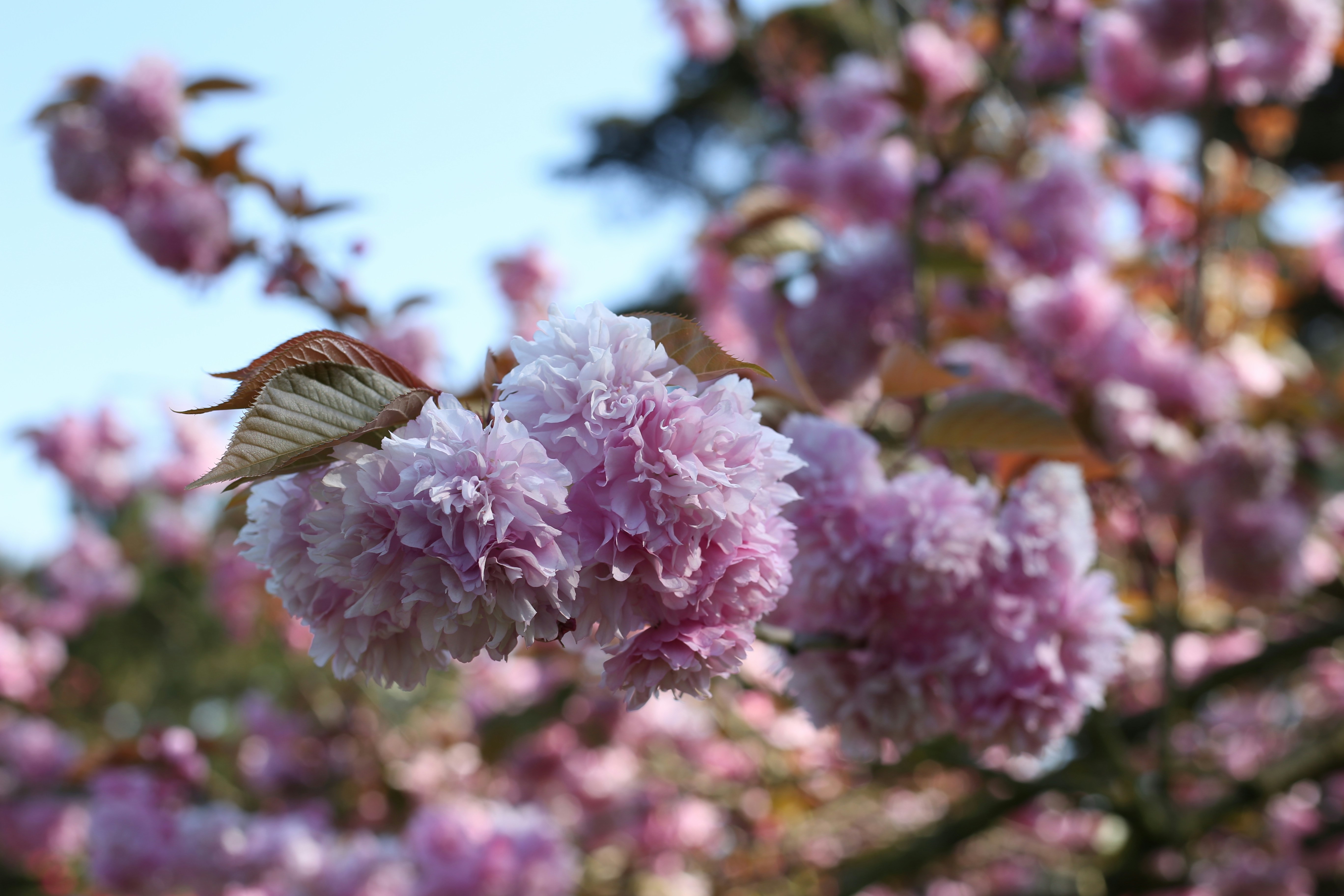 Free Unsplash photo from Darren Chan