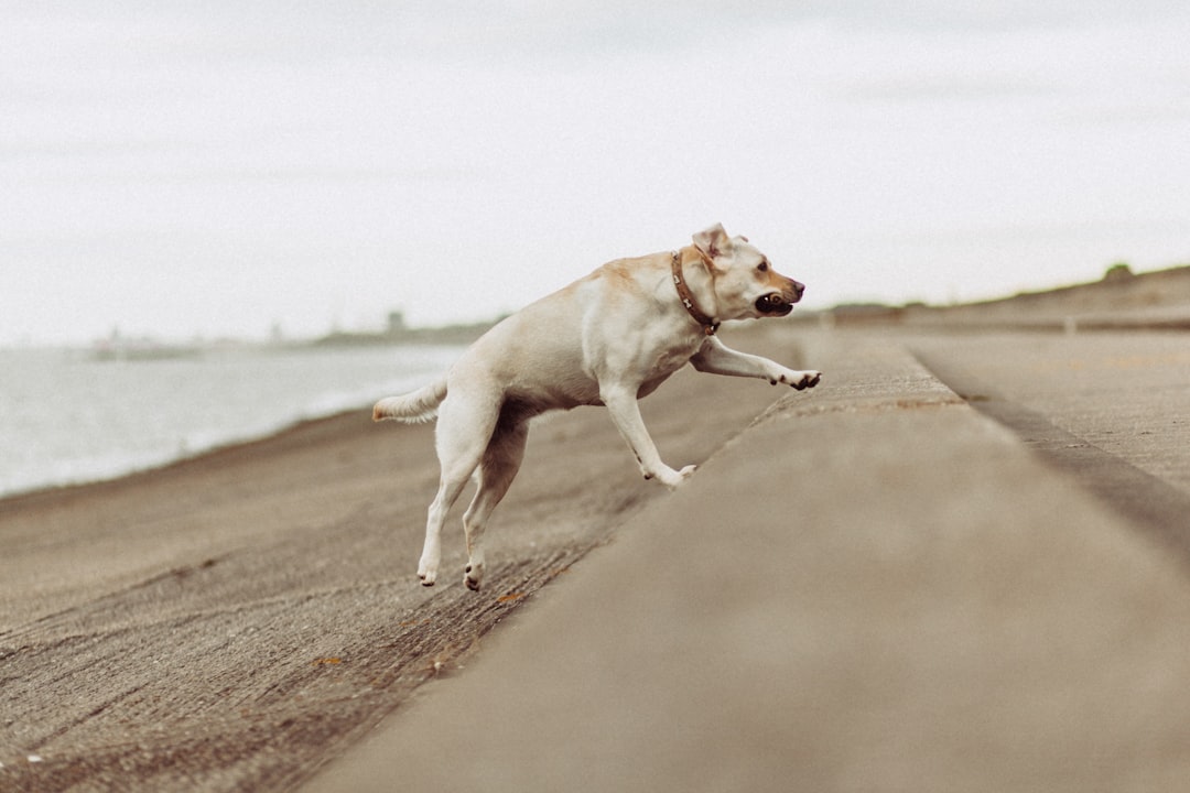 shallow focus photo of short-coated white dog