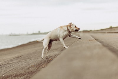 shallow focus photo of short-coated white dog best google meet background