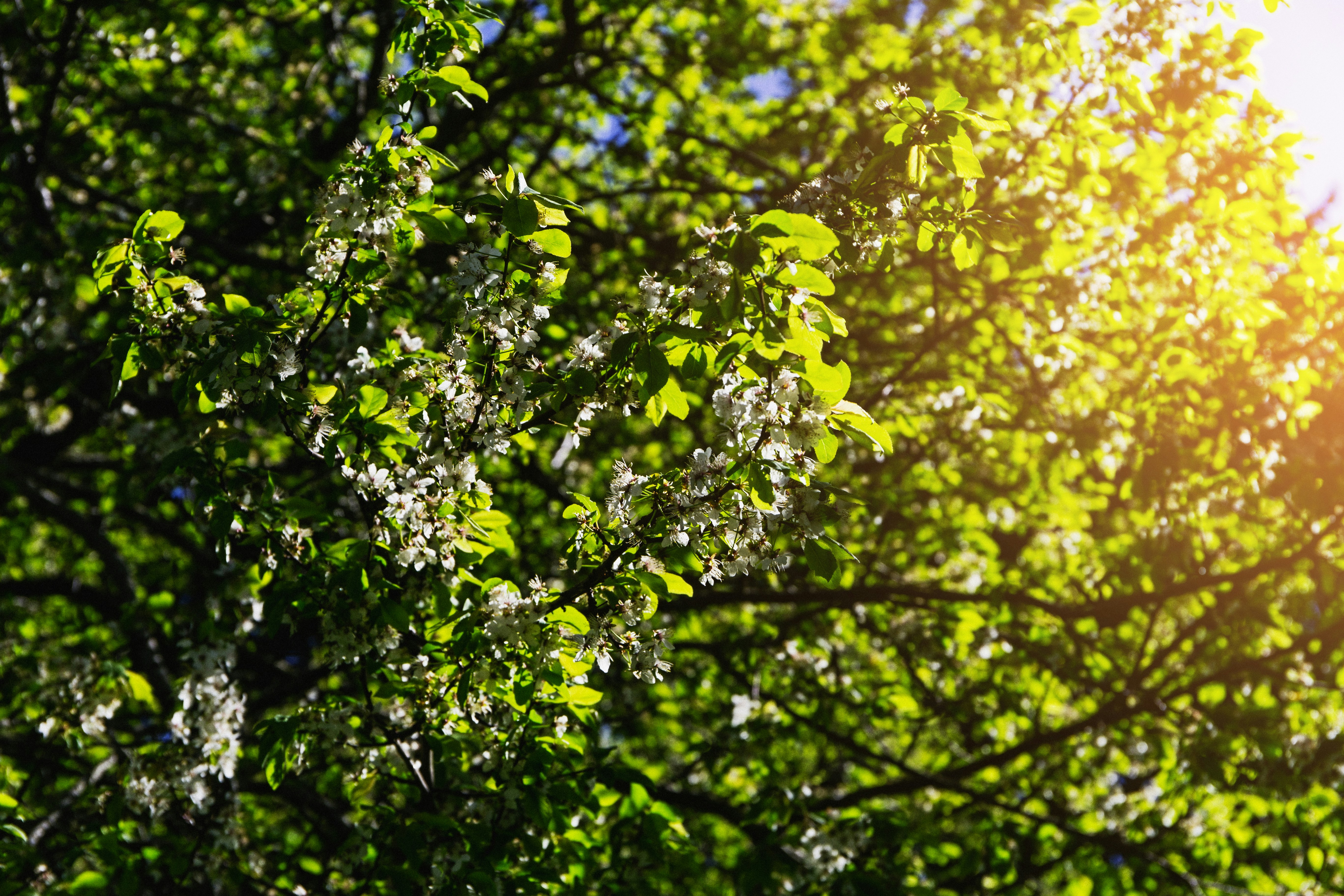 Sunlight filtering through lush rainforest canopy with vibrant tropical flowers in the foreground