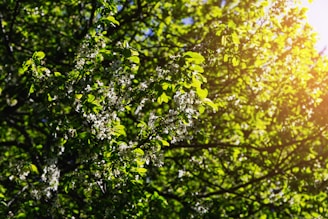 Sunlight filtering through lush coffee trees on the Acayotla Naturals farm.