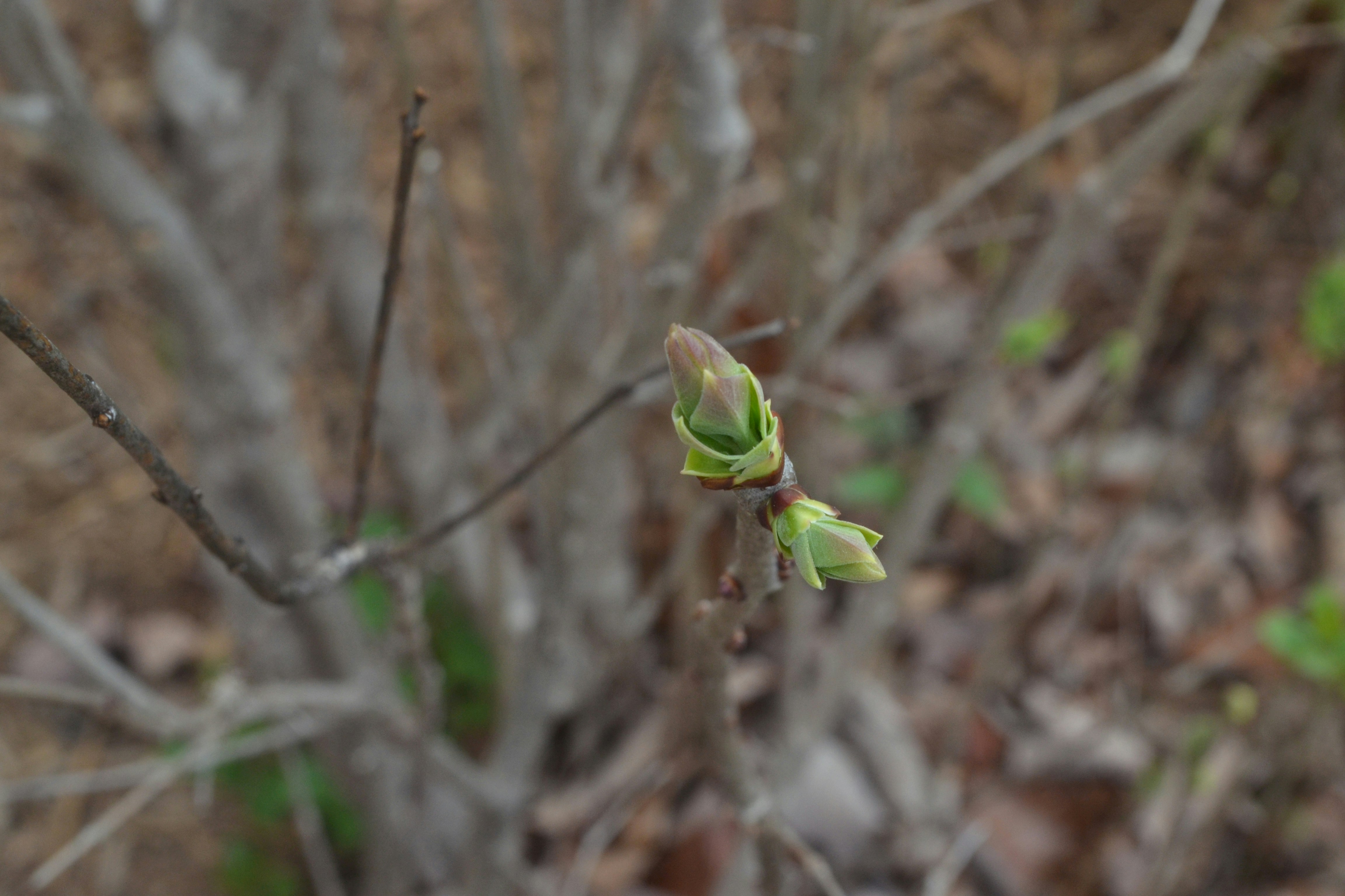 Free Unsplash photo from Gretchen