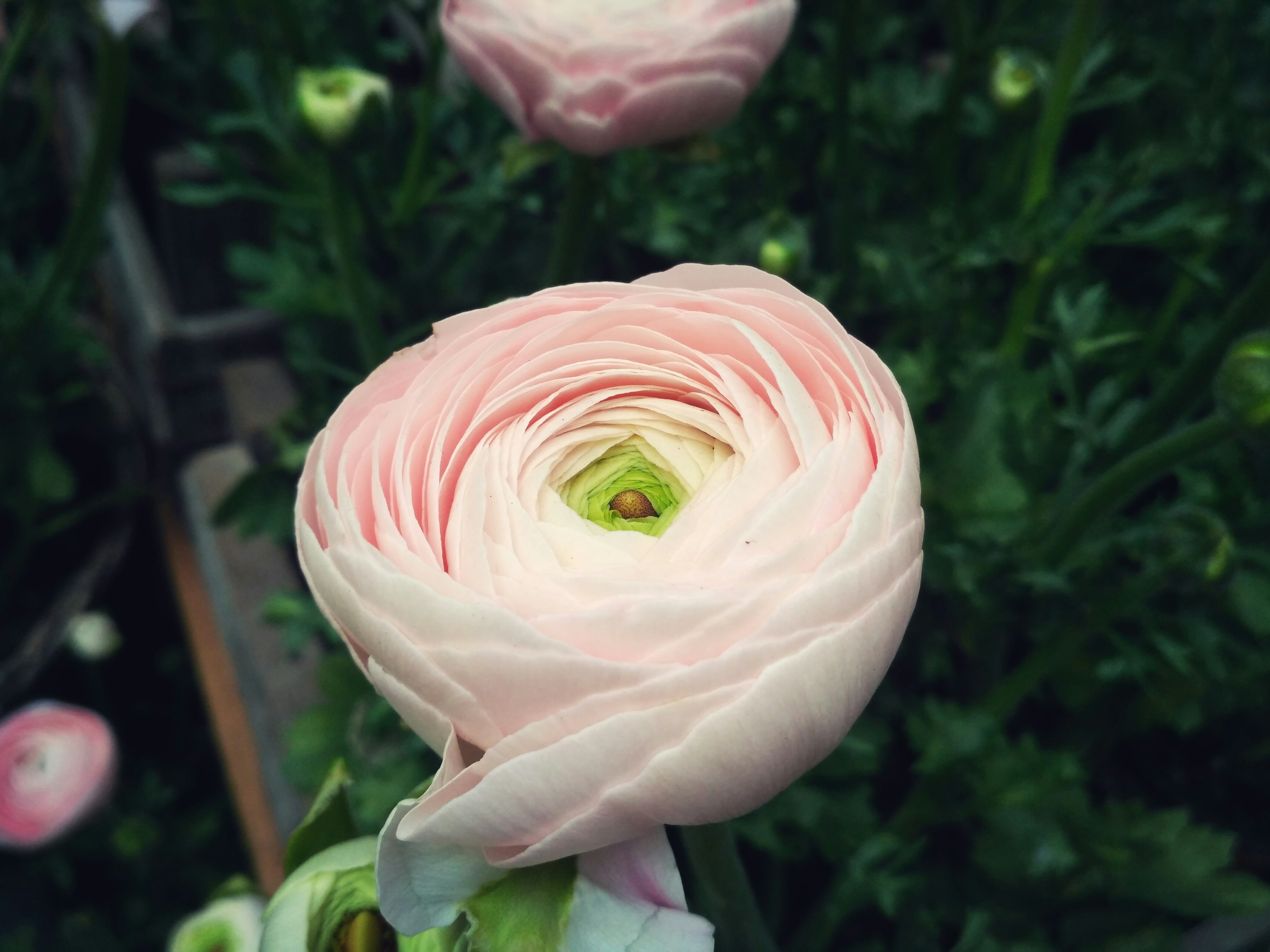 Free Unsplash photo from Marelica Del Mar