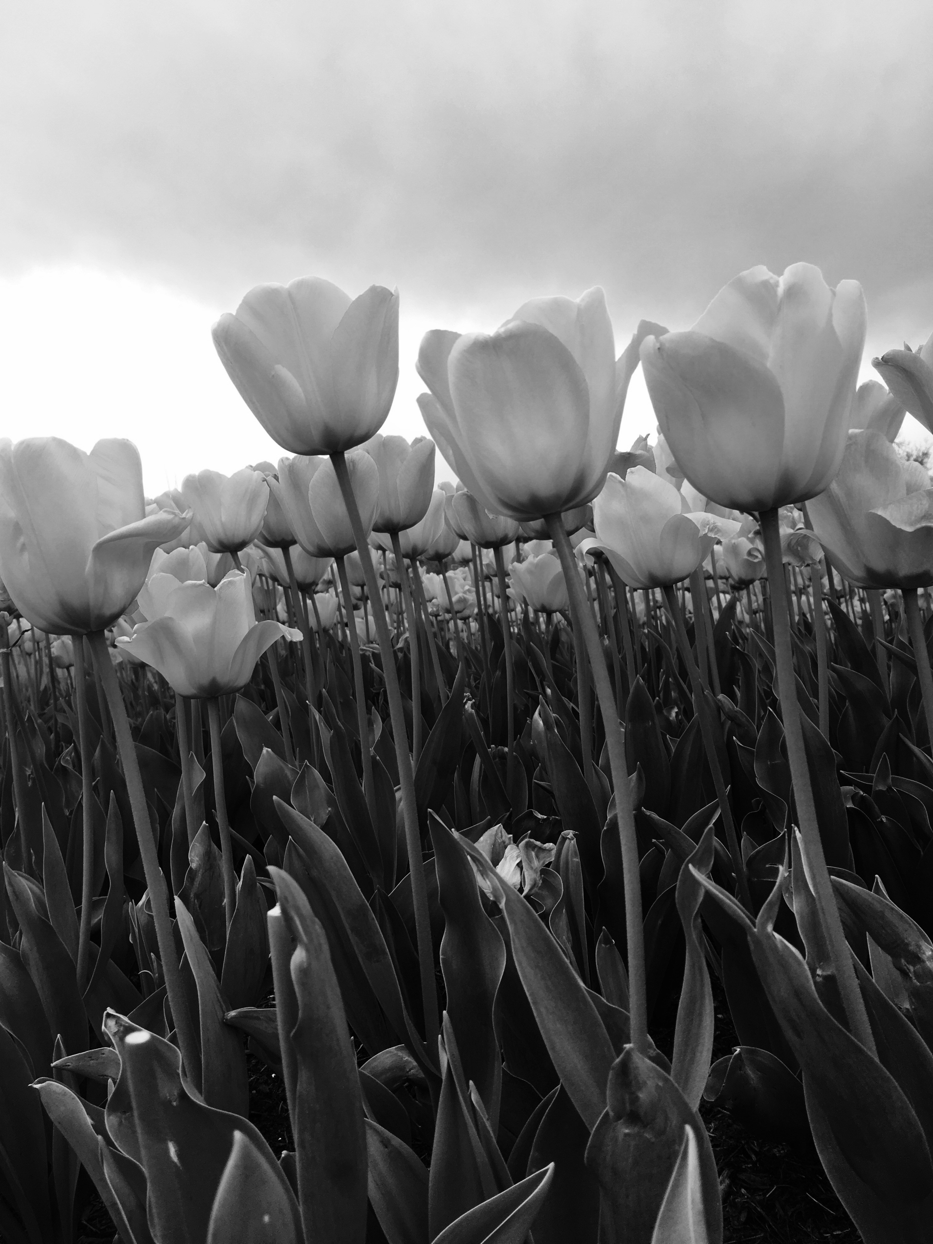 Free Unsplash photo from Rosalind  Wilson