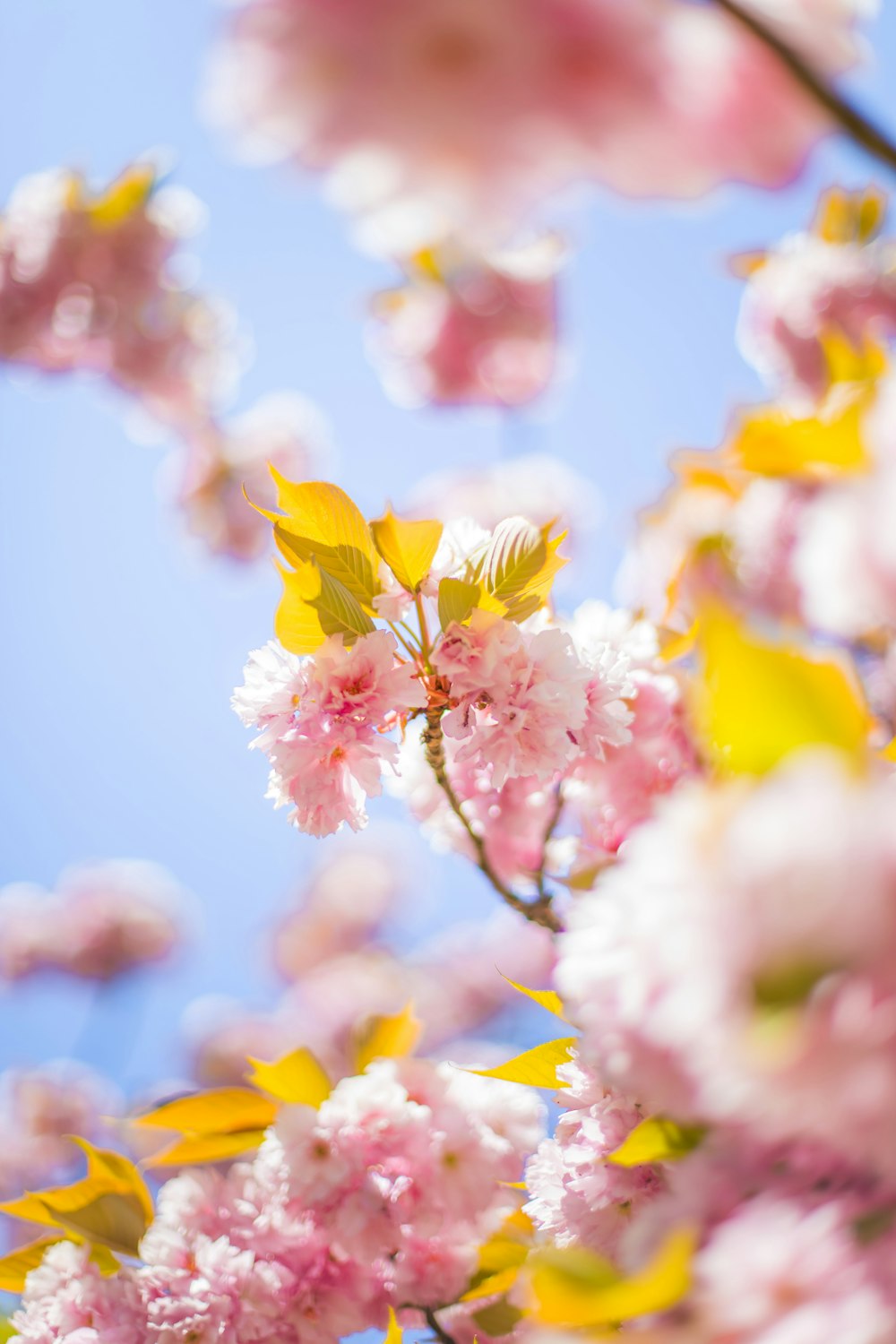 árvore de flor de cerejeira rosa durante o dia