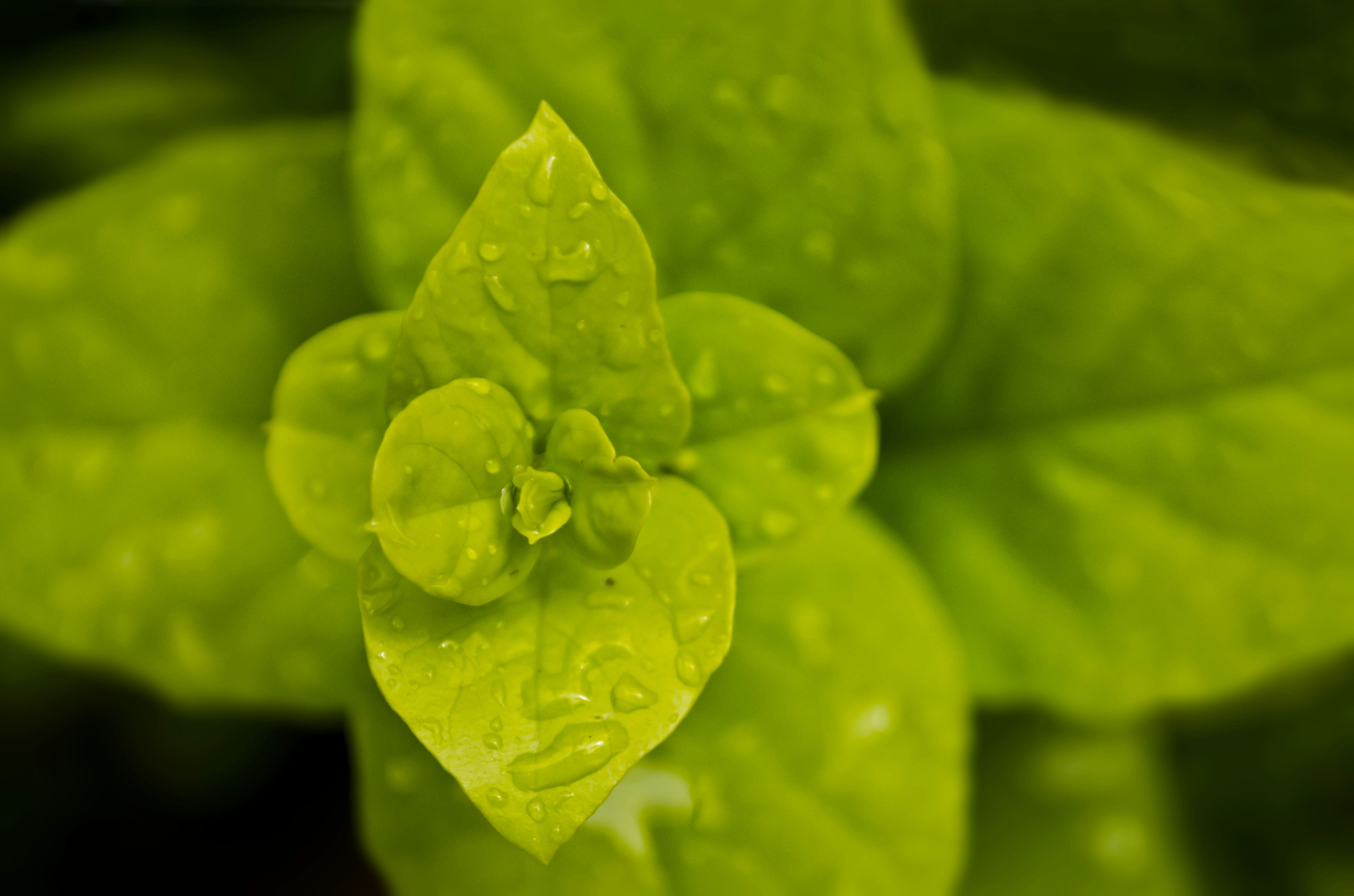 Free Unsplash photo from Thoshith Ravi