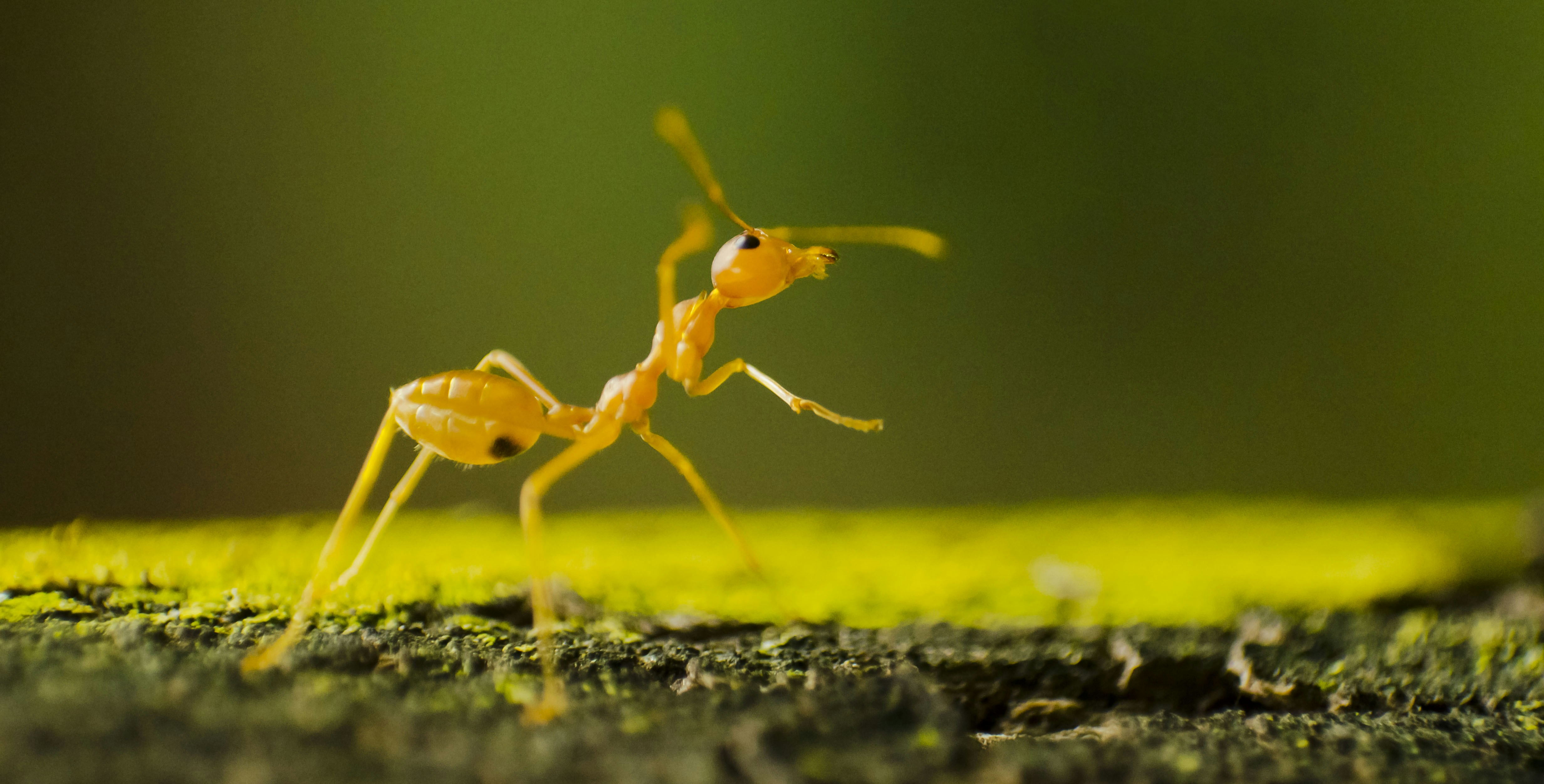 Free Unsplash photo from Thoshith Ravi