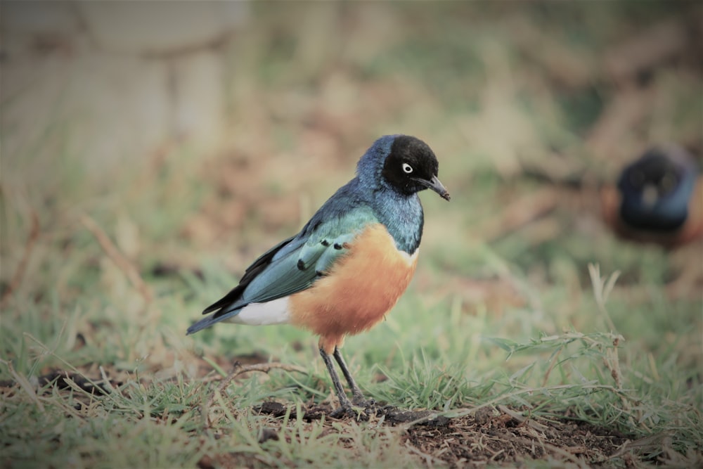 Fotografia tilt-shift de pássaro azul e marrom