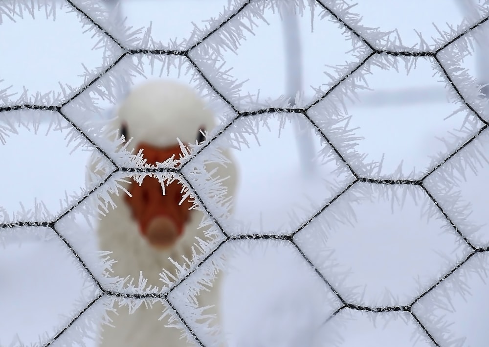 a white bird standing behind a wire fence covered in snow