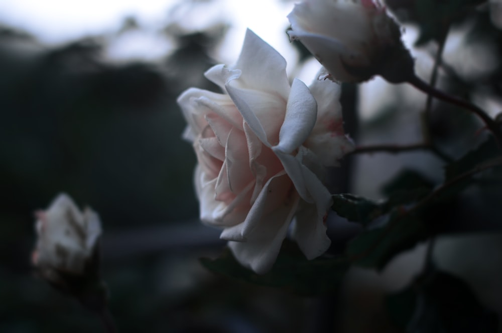 fleurs roses blanches gros plan photographie