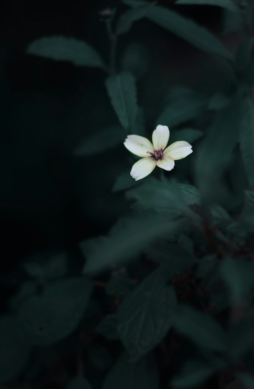 Fleur blanche à 5 pétales en photographie sélective